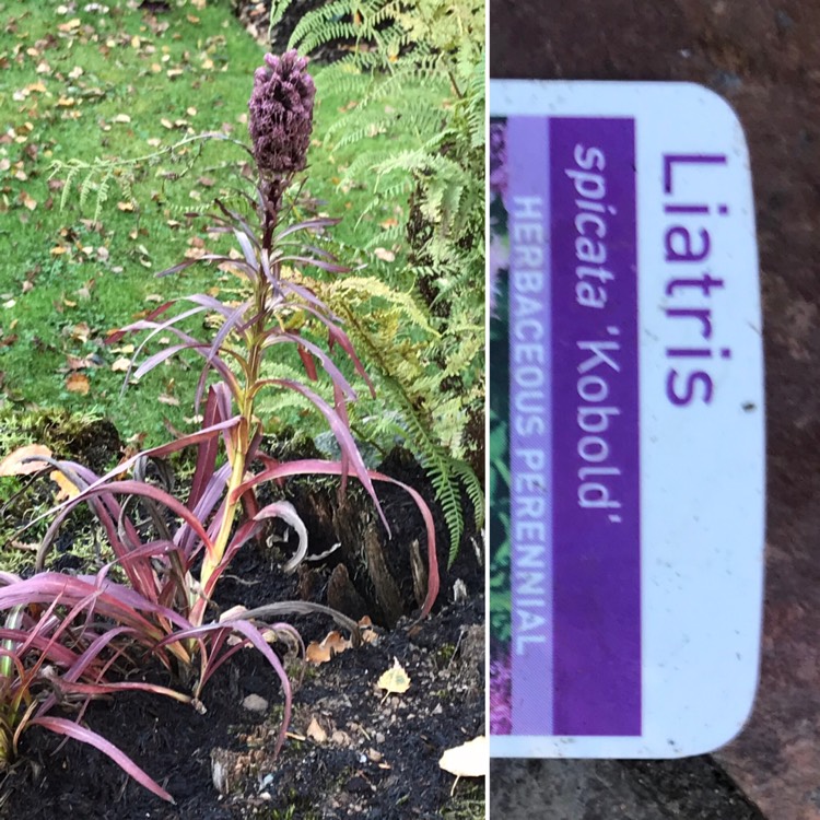 Plant image Liatris spicata 'Kobold'