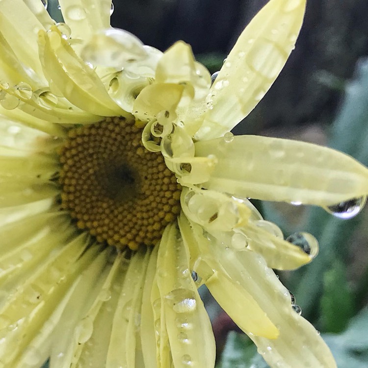 Plant image Leucanthemum x superbum 'Banana Cream'