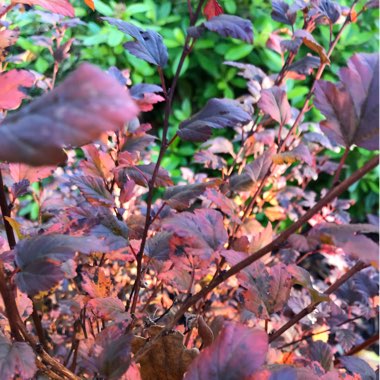 Physocarpus opulifolius 'Seward' syn. Physocarpus opulifolius 'Summer Wine'