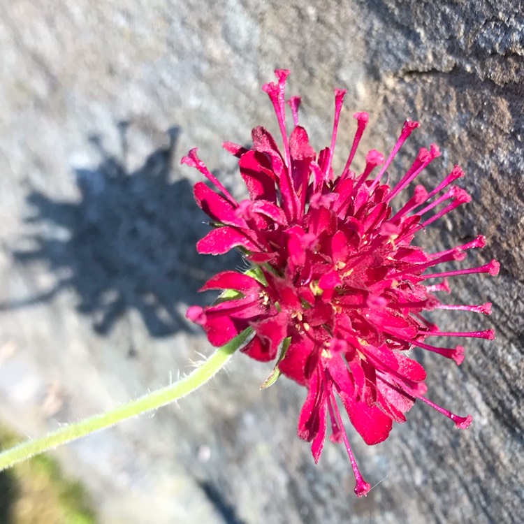 Plant image Knautia macedonica 'Mars Midget'