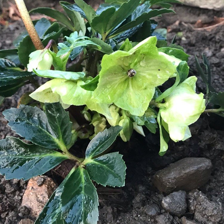 Plant image Helleborus niger 'Christmas Carol'