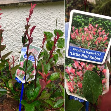 Photinia x fraseri 'Red Robin'