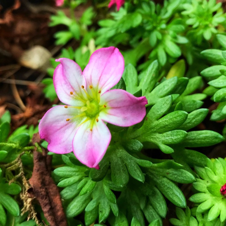 Plant image Saxifraga x arendsii 'Alpino Early Picotee'