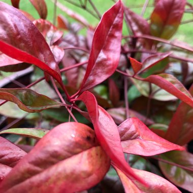 Nandina domestica 'Blush Pink'