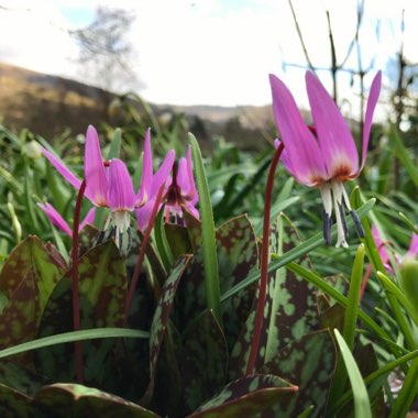 Erythronium Dens-Canis