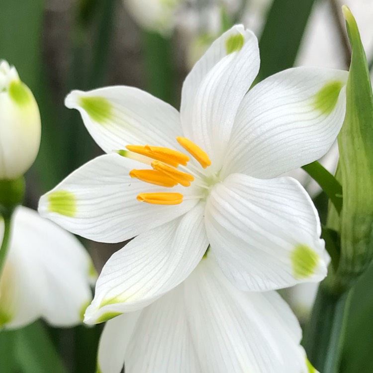 Plant image Leucojum aestivum 'Gravetye Giant'