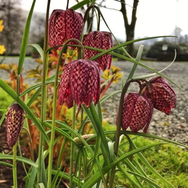 Fritillaria meleagris