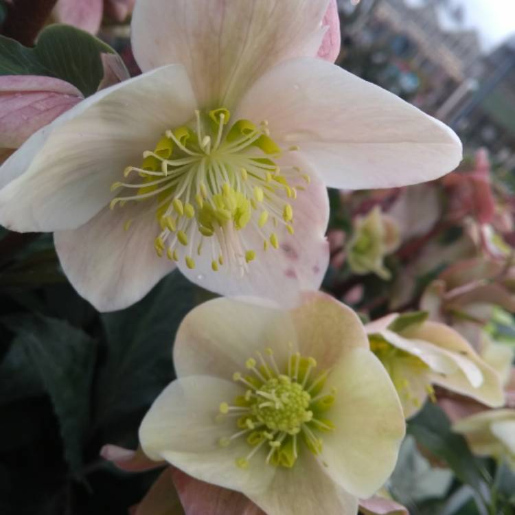 Plant image Helleborus x ericsmithii 'Coseh 790' (HGC Series) syn. Helleborus x ericsmithii 'HGC Shooting Star'