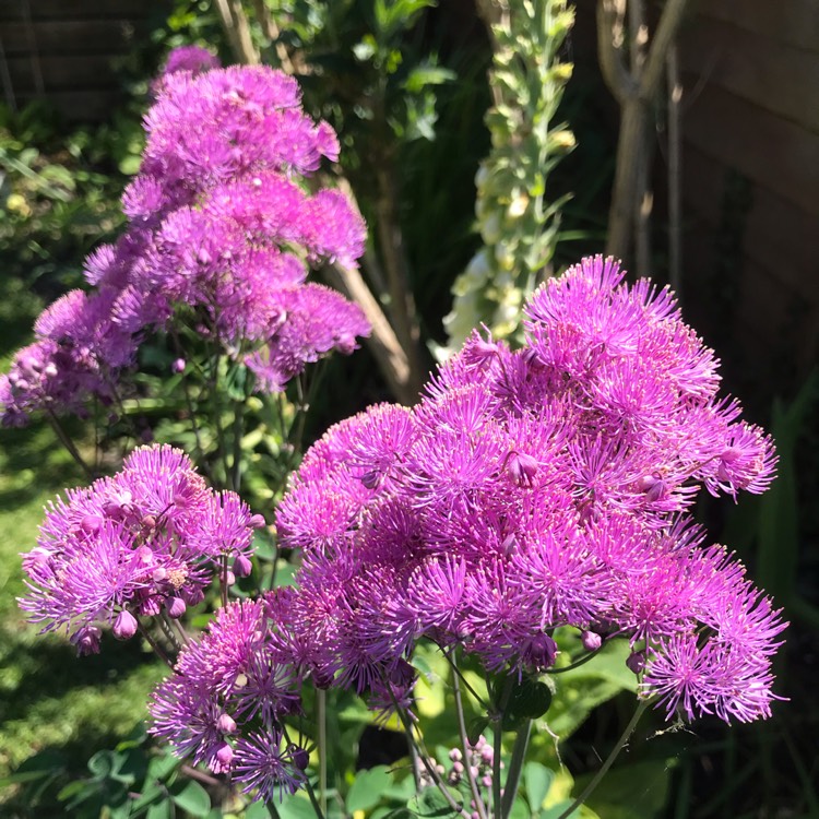 Plant image Thalictrum aquilegiifolium