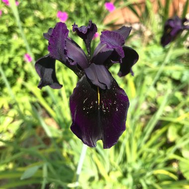 Iris chrysographes Black-Flowered syn. Iris chrysographes Black-form