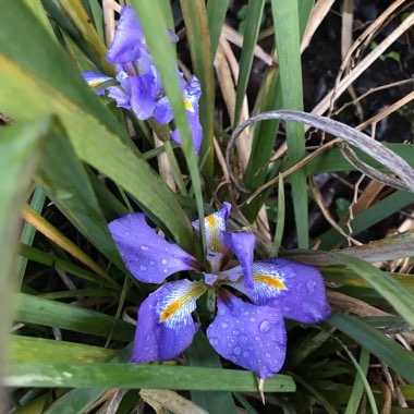 Algerian Iris