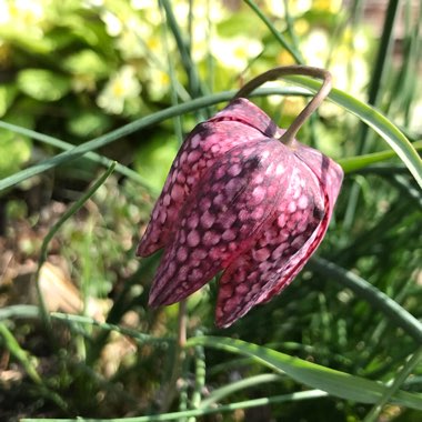 Snake's Head Fritillary