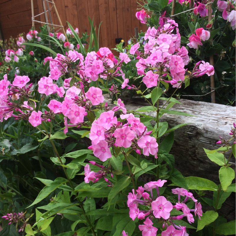 Phlox paniculata 'Pink Flame'