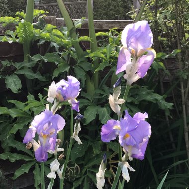 Bearded Iris