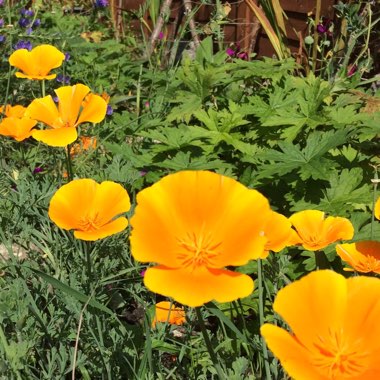 Eschscholzia californica 'Orange King'