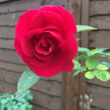 Rosa