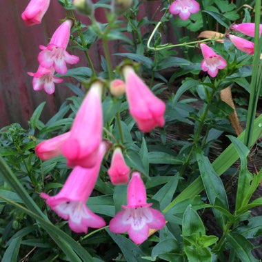 Penstemon 'Kilimanjaro'