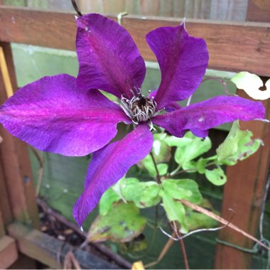 Clematis 'Vagabond'