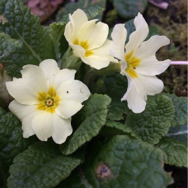 Primula