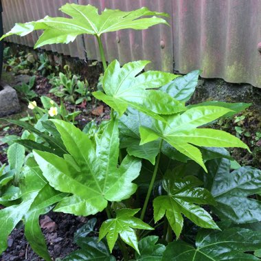 Fatsia japonica  syn. Aralia japonica