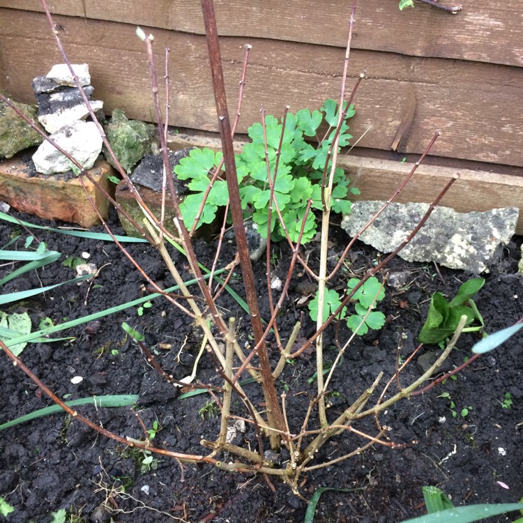 Plant image Philadelphus 'Virginal'