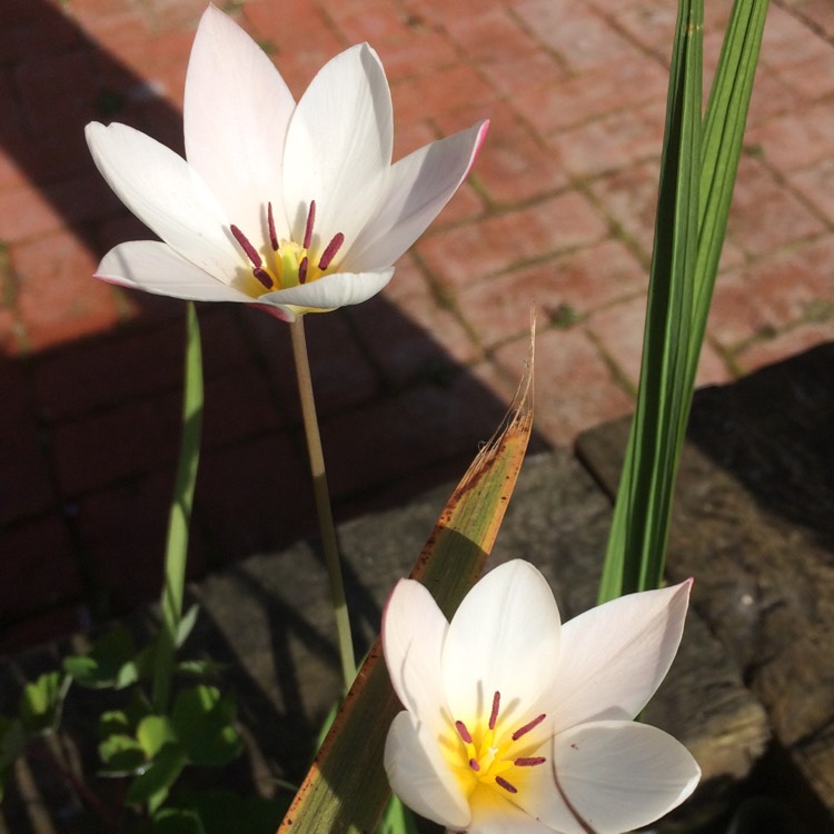 Plant image Tulipa clusiana 'Lady Jane'