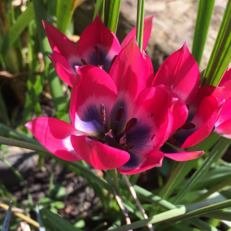 Plant image Tulipa 'Little Beauty' syn. Tulipa humilis 'Little Beauty'