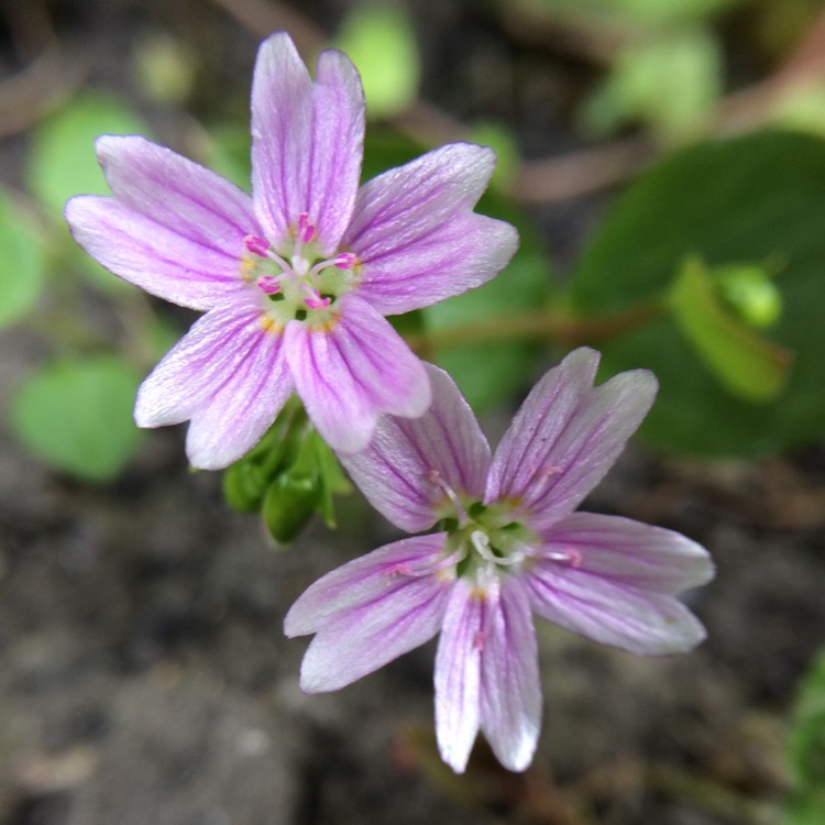 Plant image Claytonia sibirica syn. Montia perfoliata ; Montia sibirica