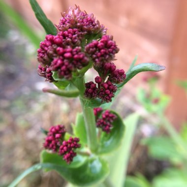 Centranthus ruber