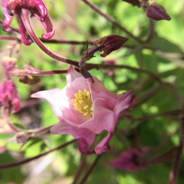 Aquilegia