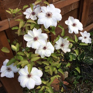 Clematis 'Miss Bateman'