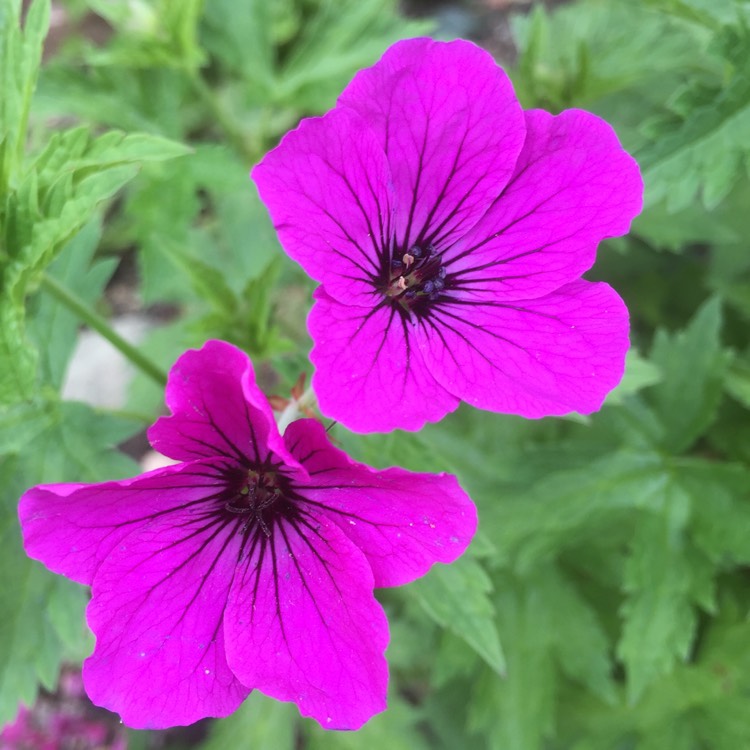 Plant image Geranium psilostemon