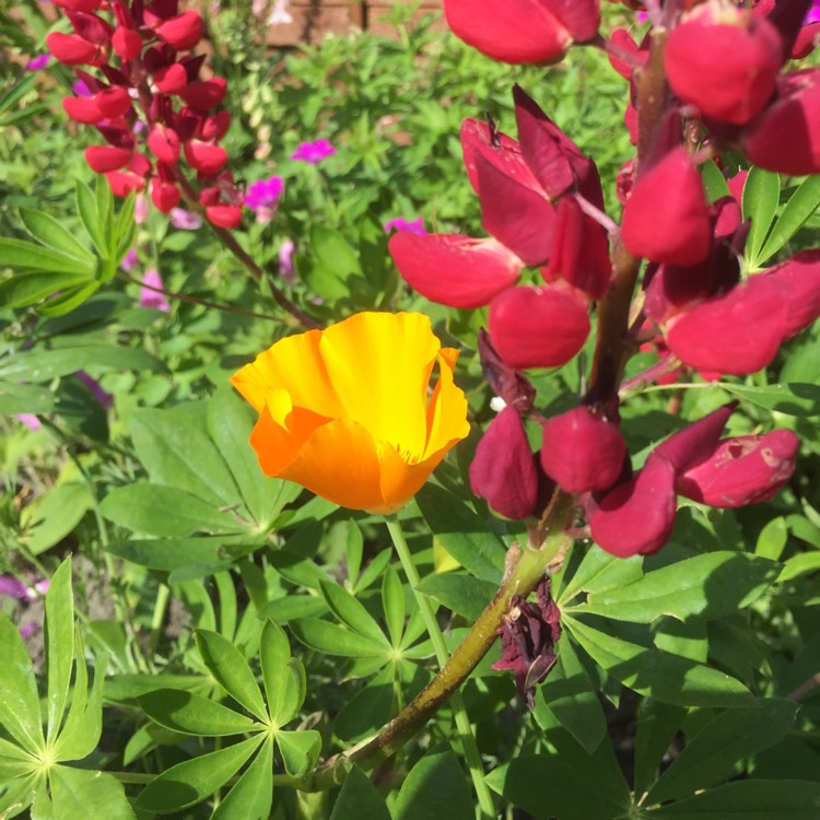 Plant image Eschscholzia californica 'Orange King'