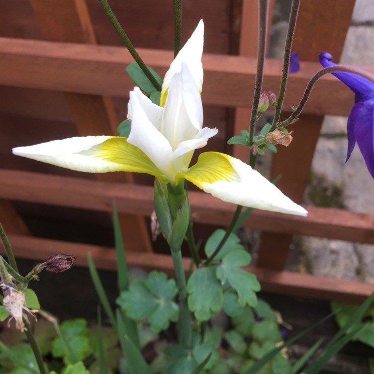 Plant image Iris x hollandica 'White Excelsior'