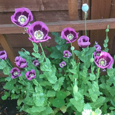 Papaver somniferum