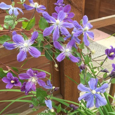 Clematis 'Arabella' (Integrifolia Group)