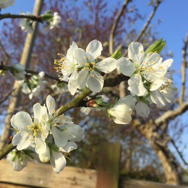 Prunus domestica 'Victoria'