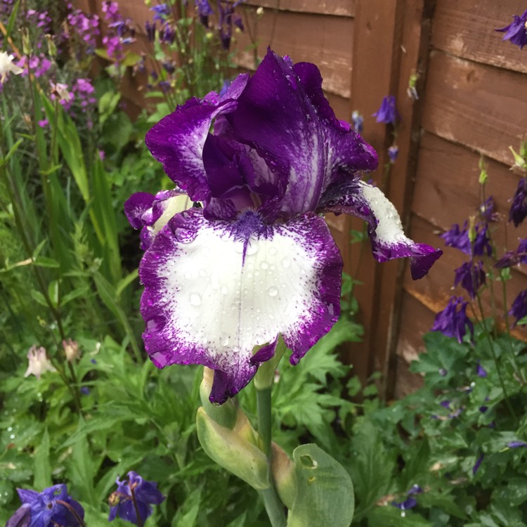 Plant image Iris x germanica 'Going My Way'