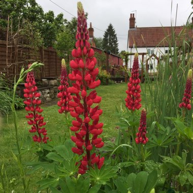 Lupinus 'My Castle'