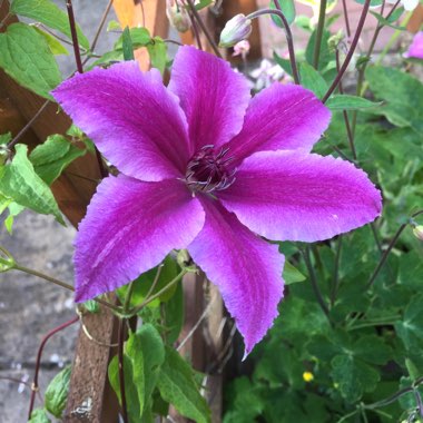 Clematis 'Ooh La La'™ evipo041