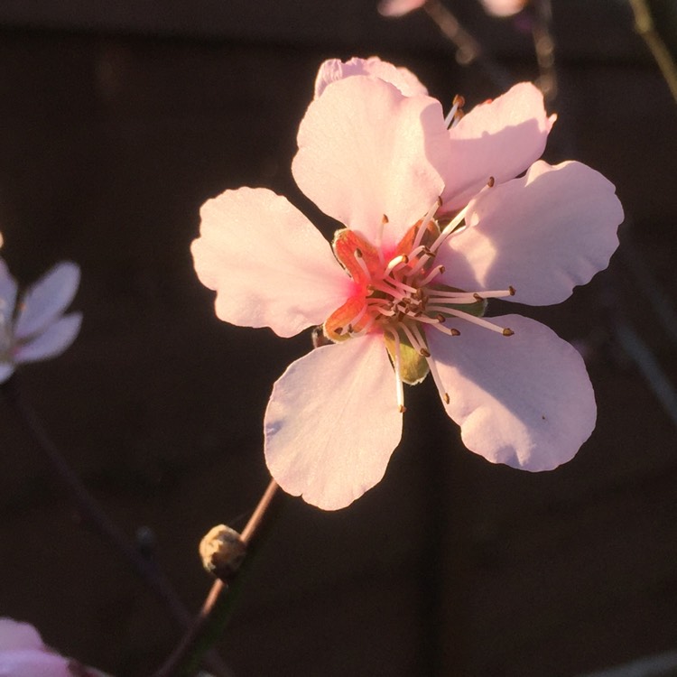 Plant image Prunus dulcis 'Robijn'