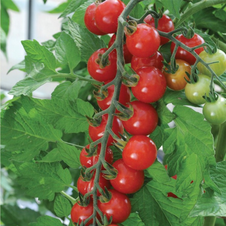 Plant image Solanum Lycopersicum var. cerasiforme 'Sweet Aperitif'