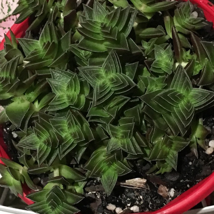 Plant image Haworthiopsis viscosa syn. Haworthia viscosa