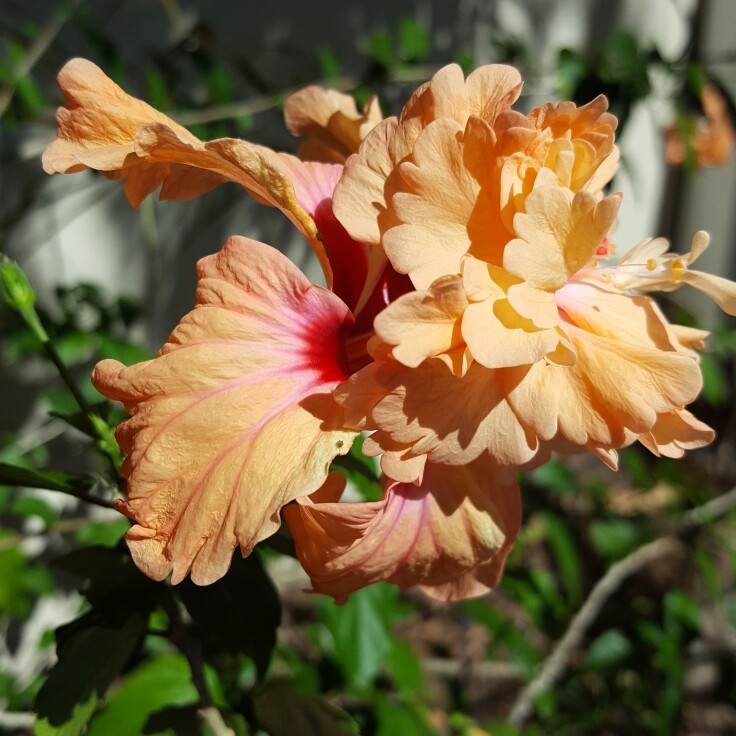 Hibiscus rosa-Sinensis 'Bimbos