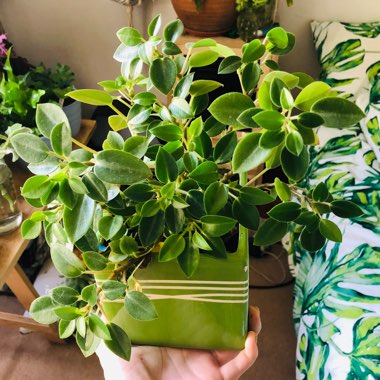 Peperomia Orba