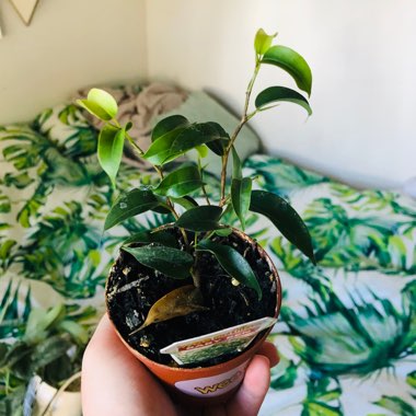 Ficus benjamina