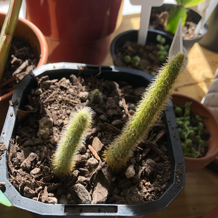 Plant image Aporocactus flagelliformis