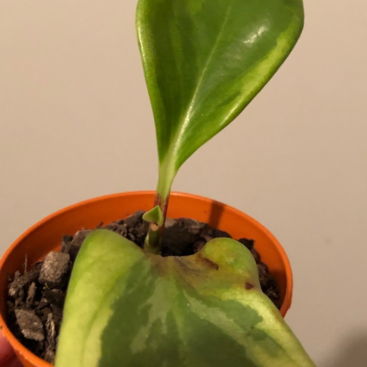 plant image 1191306