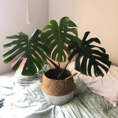 Monstera deliciosa