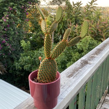 Opuntia microdasys